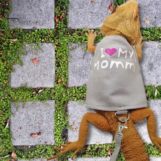 Leinen-Geschirr-Set für Eidechsen, Reptilien, verstellbar, Kleintier-Geschirr mit Zugseil für Bartagamen, Chamäleons, Spazier