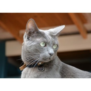 Spotted! Pro Dog & Cat - S