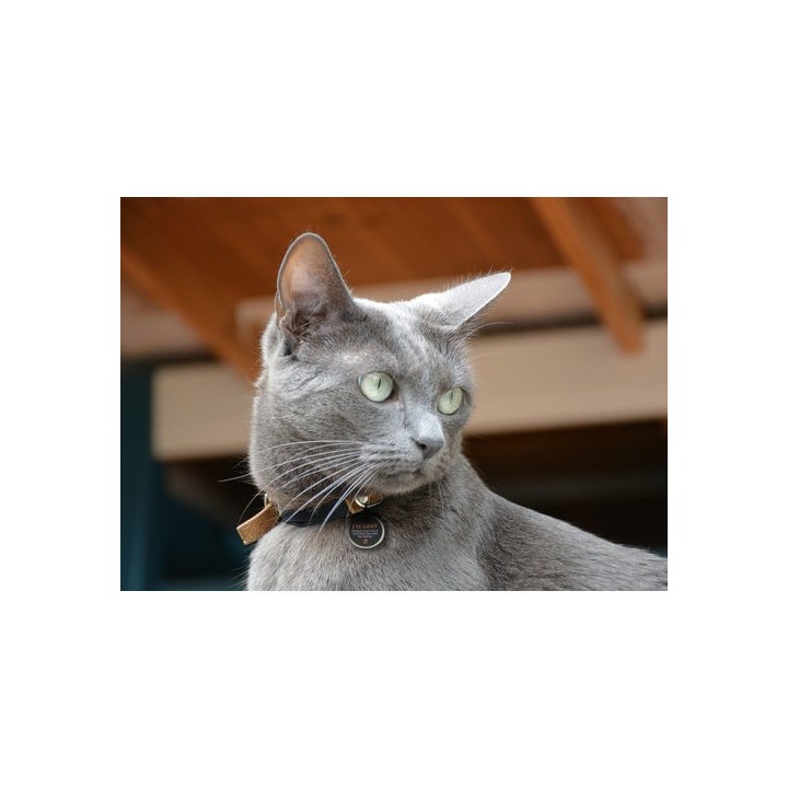 Spotted! Pro Dog & Cat - S