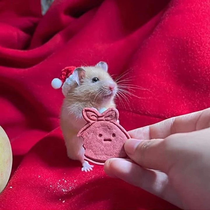 Weihnachtsvogelmütze, kleine Tiere, schöne handgestrickte Mützen für Hamster, Eidechsen, Meerschweinchen, Reptilien, Partykle