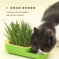 Katzengrasbox, Katzensnack, Hydrokultur-Pflanzset ohne Erde, Katzengrastopf-Set, hilft der Katze bei der Verdauung, Katzensna
