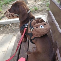 Niedlicher Haustier-Rucksack aus Nylon für kleine und mittelgroße Hunde. Praktischer, tragbarer Hunde-Snackbeutel mit großem