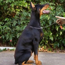 Metall Choke P Slip Ketten Halsbänder Schlangenkette Kupfer Pinch Collar Hundehalsband Pet Pincher Chain gold