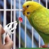 6 Stück Vogelkäfig-Futterhalter, Papageien-Obst- und Gemüsehalter, Käfig-Futterhalter, goldener Bären-Futterhalter 6 PCS weiß