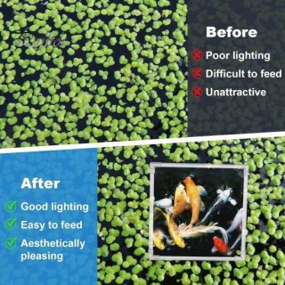 Fischfütterungsring, Aquarium, schwimmender Futterspender, quadratischer Ring mit Saugnapf, Aquarium-Zubehör für Guppy, Betta