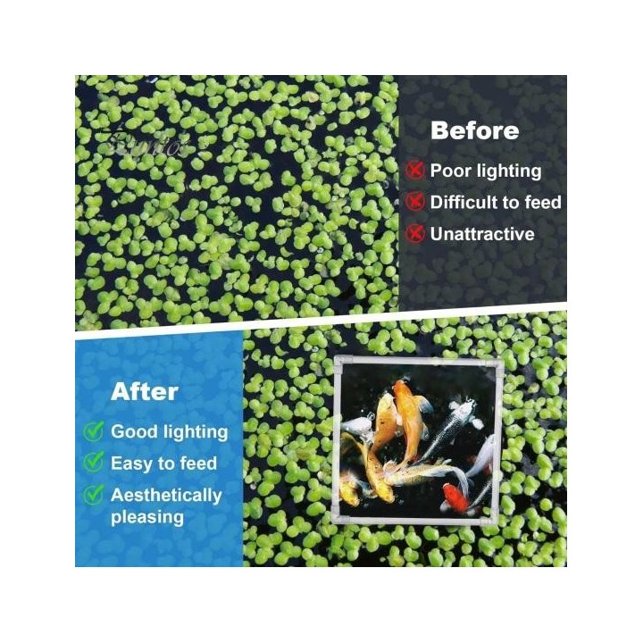 Fischfütterungsring, Aquarium, schwimmender Futterspender, quadratischer Ring mit Saugnapf, Aquarium-Zubehör für Guppy, Betta