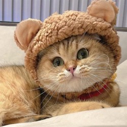 Kopfbedeckung für Haustiere und Katzen, Strickmütze, lustige Mütze mit Bärenohren, warm, kurzer Plüsch-Kopfschmuck, verstellb