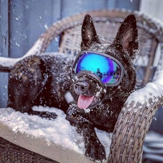 Winddichte, staubdichte, beschlagfreie, wasserdichte Hundesonnenbrille zum Spazierengehen, Skifahren, Haustierbrille, Hundebr