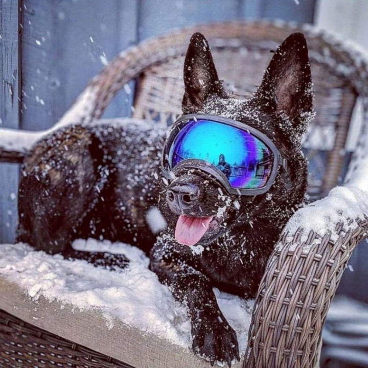 Winddichte, staubdichte, beschlagfreie, wasserdichte Hundesonnenbrille zum Spazierengehen, Skifahren, Haustierbrille, Hundebr