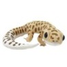 TST Advanced Echter Leopardgecko