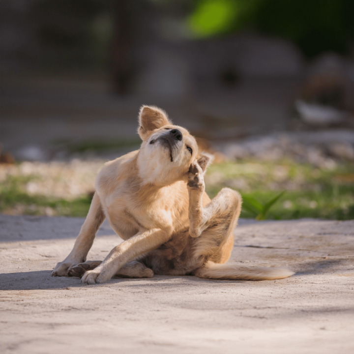 Seminar Allergien beim Hund