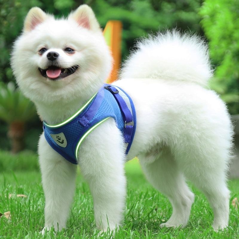 Katzenhalsband Weste Geschirr Leine für Hunde Katzen Kätzchen Verstellbare reflektierende Welpenleine Reisespazierseil Hausti