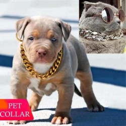 Haustier-Halskette, mittelgroßes und kleines Hundehalsband, Schmuck, Hunde-Bully-Goldkette, Haustier-Zubehör silber