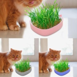 Katzengras-Anzuchtset, Katzengrastopf in Walform, mehrschichtiges Design, Soillness-Hydrokultur-Sprossenschale, hohler Pflanz