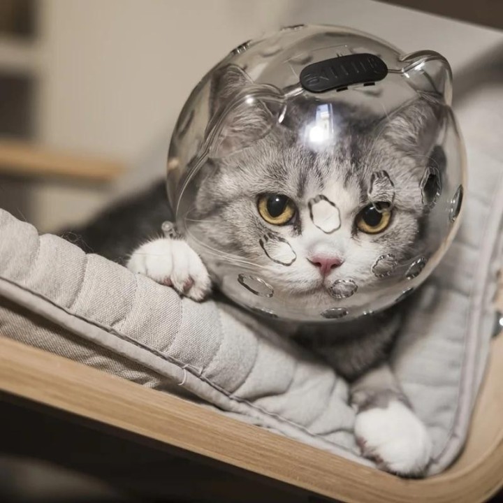 1-teiliger Space-Cat-Helm, atmungsaktiv, verstellbar, transparent, Maulkorb für die Fellpflege, Anti-Leck-Kopfbedeckung, perf