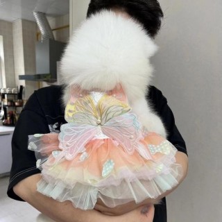 Hundekleid mit Schmetterlingen im Prinzessinnenstil, bunte Flügel, flauschiges Tutu-Kleid, leuchtende Farbe, Spitzenstoff, Ha