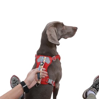 Hundegeschirr Traktionsweste Bedruckter BH Reflektierend Gehen Verstellbar Mittel Groß Sicherheit Atmungsaktiv Geschirr Haust