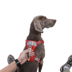 Hundegeschirr Traktionsweste Bedruckter BH Reflektierend Gehen Verstellbar Mittel Groß Sicherheit Atmungsaktiv Geschirr Haust