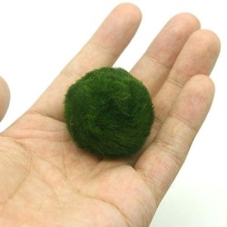 3-4 cm Marimo Moosbälle Lebende Aquariumpflanze Algen Fisch Garnelen Tank Ornament Simulation Grünalgenbälle Künstliche Pflan