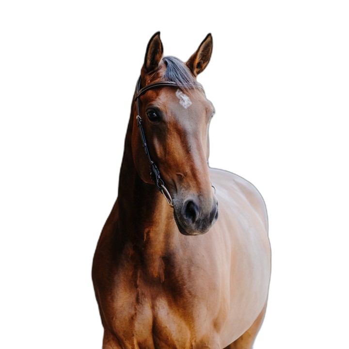 Trense Norton Freedom