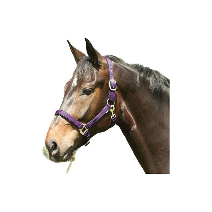 Halfter HorseGuard Lea