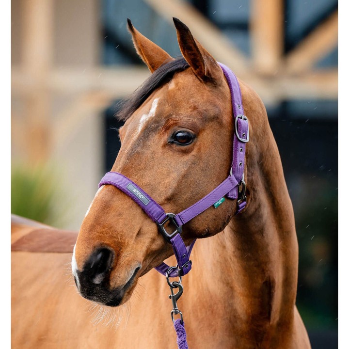 Set aus Halfter und Longiergurt für Pferde Horseware Amigo