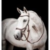 Trense Horseware Micklem 2