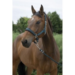 Longe Reiten Equithème Spring