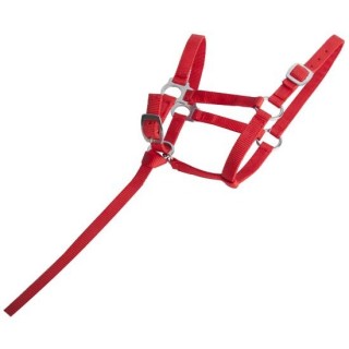 Fohlenhalfter T de T