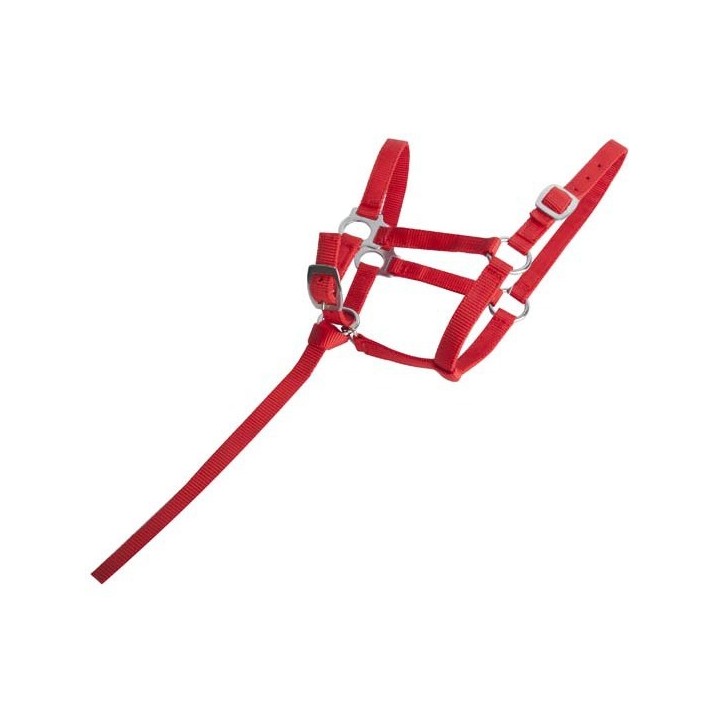 Fohlenhalfter T de T