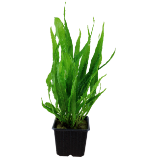 Tropica Microsorum pteropus XL - 1 Stk