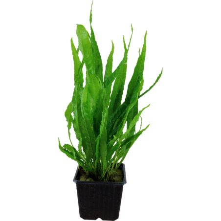 Tropica Microsorum pteropus XL - 1 Stk