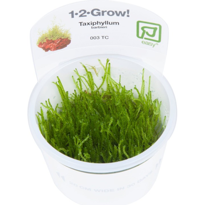 Tropica Taxiphyllum barbieri 'Bogor Moss' CUP - 1 Stk