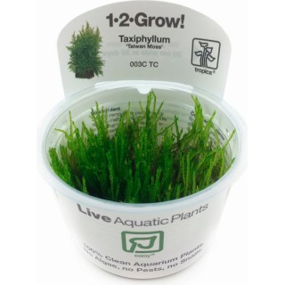 Tropica Taxiphyllum 'Taiwan moss' CUP - 1 Stk