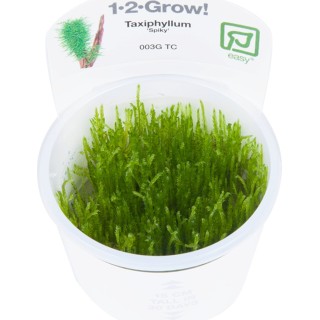 Tropica Taxiphyllum 'Spiky' CUP - 1 Stk