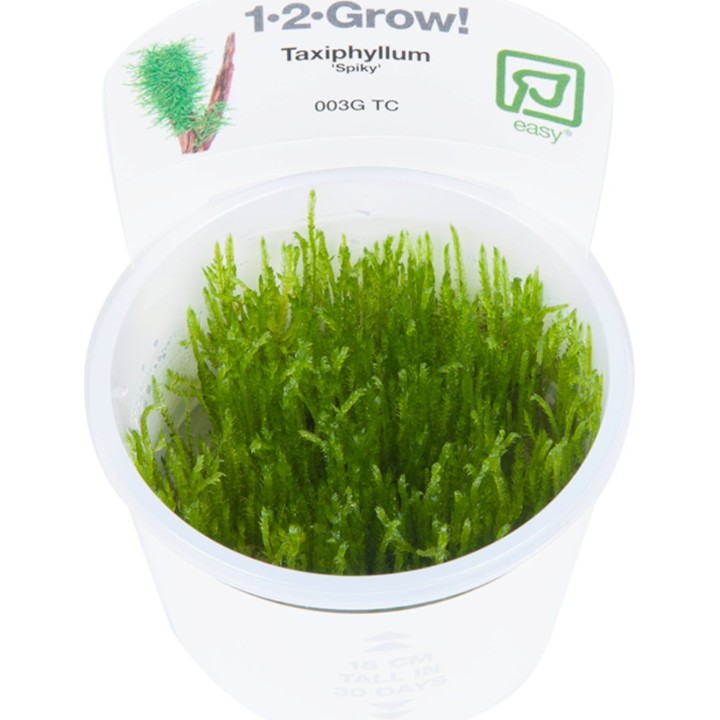Tropica Taxiphyllum 'Spiky' CUP - 1 Stk