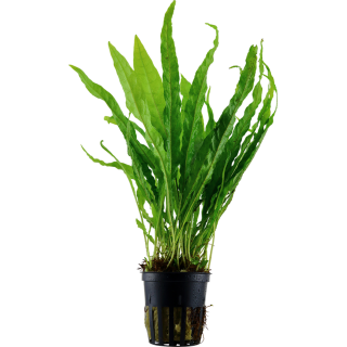 Tropica Microsorum pteropus - 1 Stk