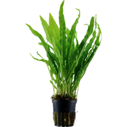 Tropica Microsorum pteropus - 1 Stk