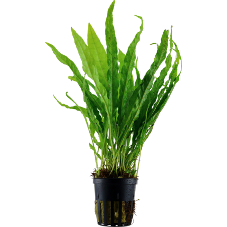 Tropica Microsorum pteropus - 1 Stk