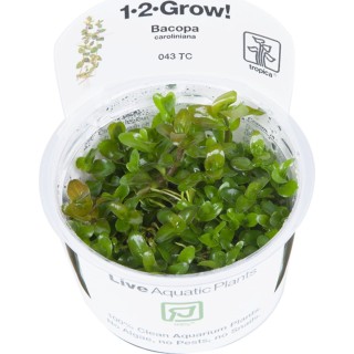 Tropica Bacopa caroliniana CUP - 1 Stk