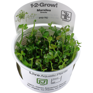 Tropica Marsilea hirsuta CUP - 1 Stk