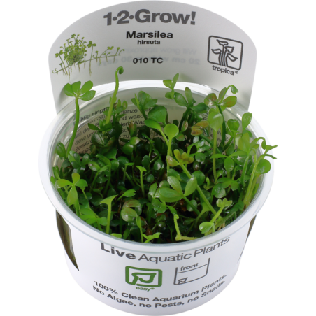 Tropica Marsilea hirsuta CUP - 1 Stk