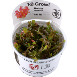 Tropica Rotala macrandra CUP - 1 Stk