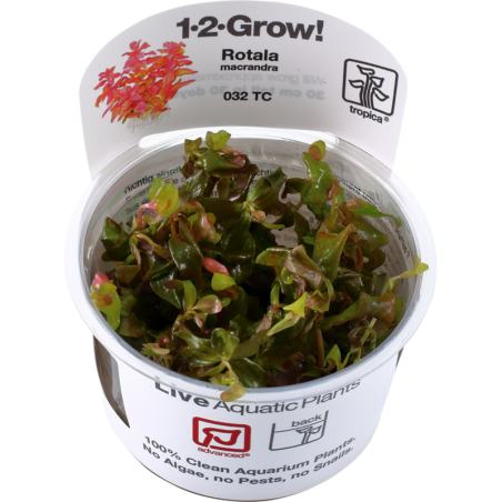 Tropica Rotala macrandra CUP - 1 Stk
