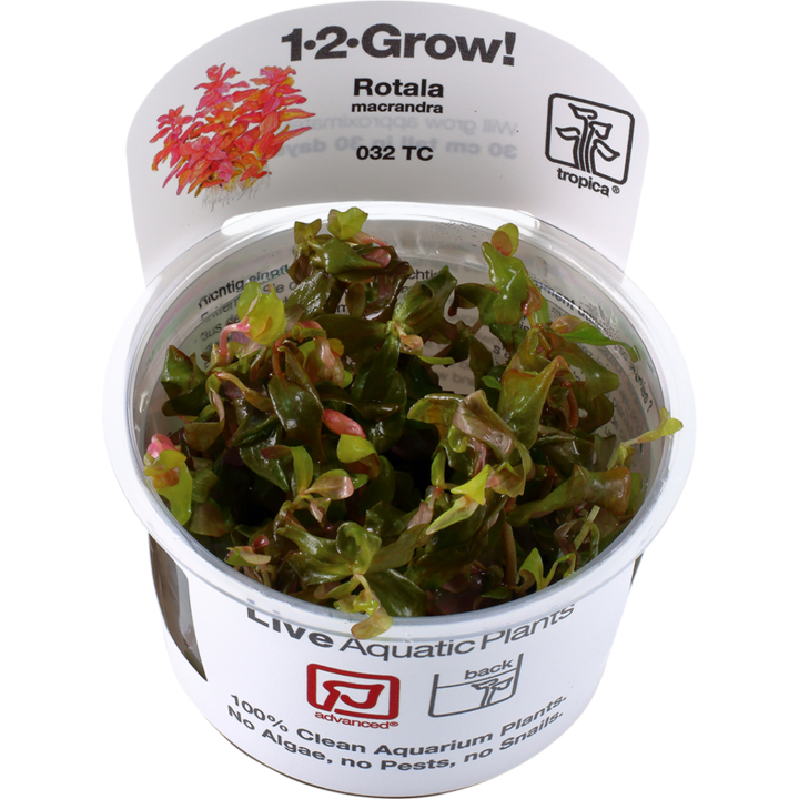 Tropica Rotala macrandra CUP - 1 Stk