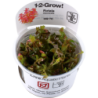Tropica Rotala macrandra CUP - 1 Stk
