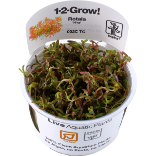 Tropica Rotala rotundifolia 'H'ra' CUP - 1 Stk