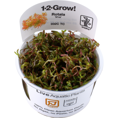 Tropica Rotala rotundifolia 'H'ra' CUP - 1 Stk