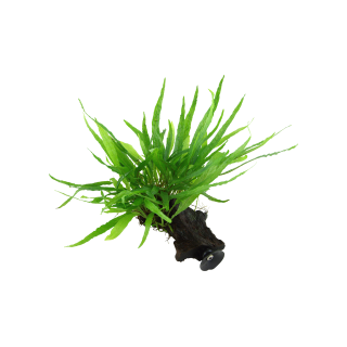 Tropica Microsorum pteropus 'Narrow' mit Saugnapf - 1 Stk