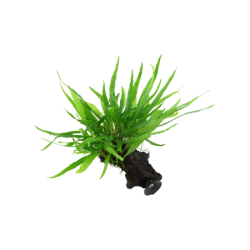 Tropica Microsorum pteropus 'Narrow' mit Saugnapf - 1 Stk